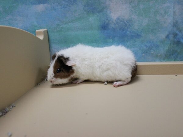 Teddy-GUINEA PIG-Female--25098-Petland Racine, Wisconsin