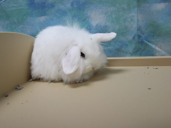 American Fuzzy Lop-RABBIT--White with blue eyes-25062-Petland Racine, Wisconsin