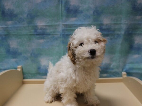 Cavachon-Poo DOG Male BLEN 25058 Petland Racine, Wisconsin