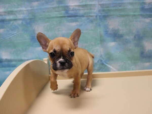 French Bulldog-DOG-Male-Fawn-25066-Petland Racine, Wisconsin