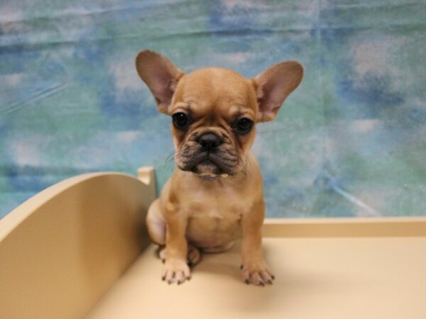 French Bulldog-DOG-Female-Fawn-25067-Petland Racine, Wisconsin