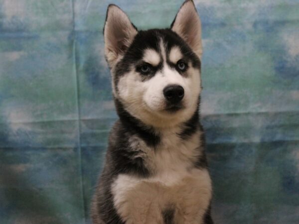 Siberian Husky-DOG-Female-Black & White-25068-Petland Racine, Wisconsin