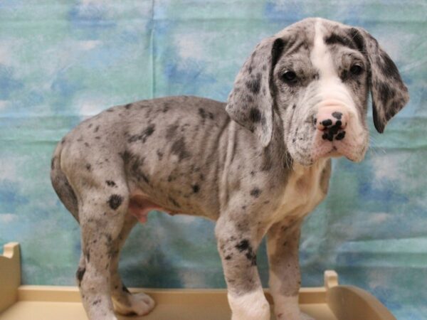 Great Dane-DOG-Male-BLUE MERLE W/ WHITE-25069-Petland Racine, Wisconsin