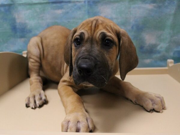 Great Dane DOG Female FAWN W/ BLACK MASK 25070 Petland Racine, Wisconsin