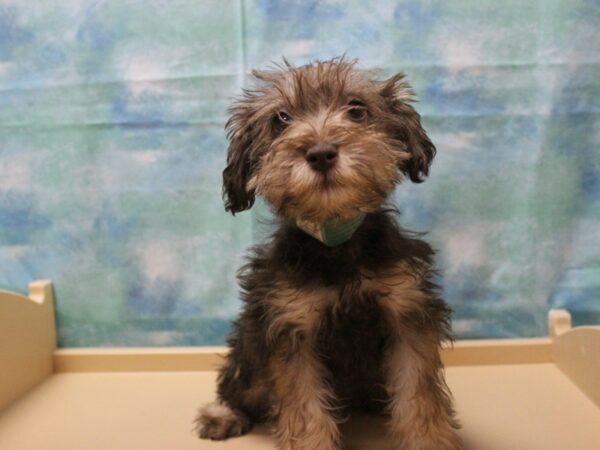 Schnoodle-DOG-Male-C/T-25073-Petland Racine, Wisconsin