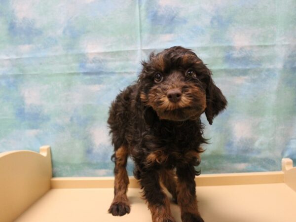 Cavapoo 2nd Gen-DOG-Male-C/T-25075-Petland Racine, Wisconsin