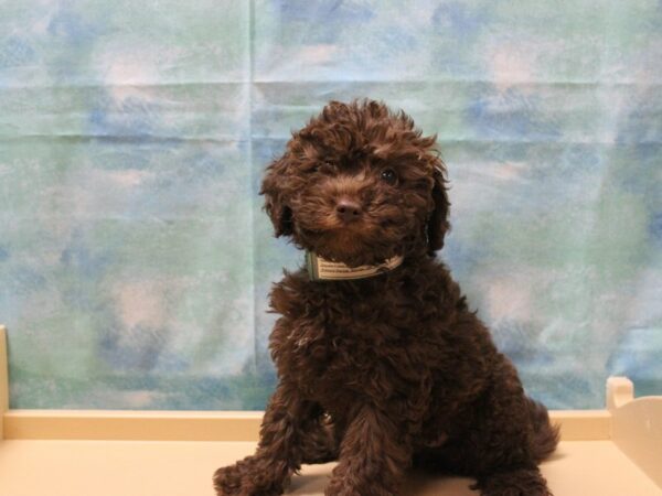 Cavapoo 2nd Gen-DOG-Female-CHOC-25076-Petland Racine, Wisconsin