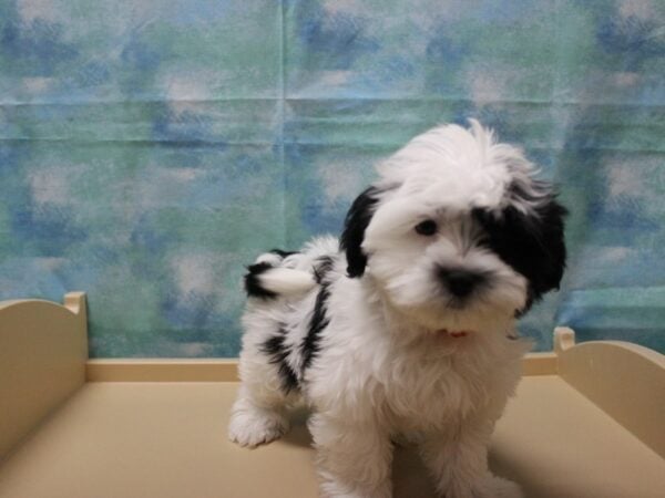 Maltese/Shih Tzu DOG Female Black / White 25080 Petland Racine, Wisconsin