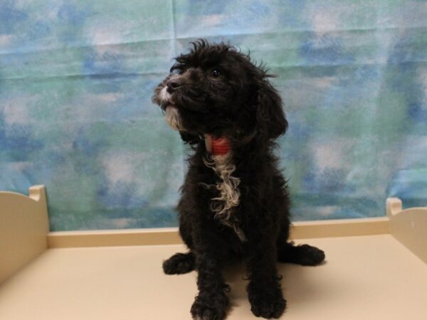 Cockapoo 2nd Generation DOG Female Brown / White 25084 Petland Racine, Wisconsin