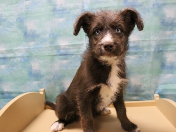 Poodle/Siberian Husky-DOG-Female-Chocolate-25090-Petland Racine, Wisconsin