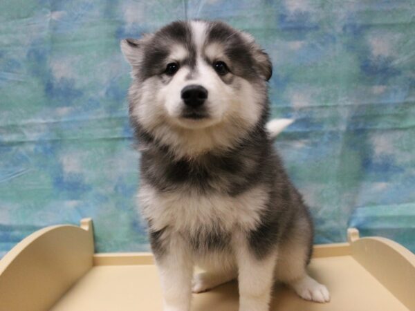 American Eskimo Dog/Siberian Husky-DOG-Female-Black / White-25089-Petland Racine, Wisconsin