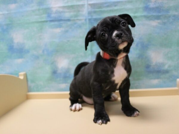 Bug-DOG-Female-Black-25091-Petland Racine, Wisconsin