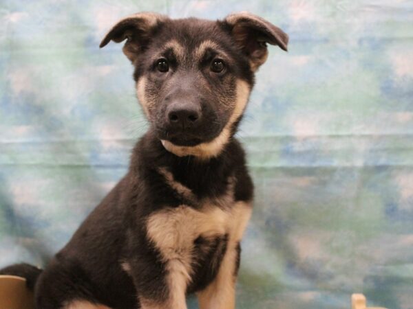 German Shepherd Dog-DOG-Male-Black / Tan-25093-Petland Racine, Wisconsin