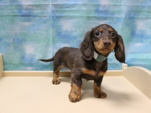 Dachshund-DOG-Female-C/T-25077-Petland Racine, Wisconsin