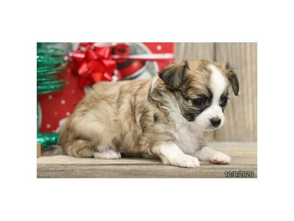 Chihuahua-DOG-Male-Fawn Sable-25116-Petland Racine, Wisconsin