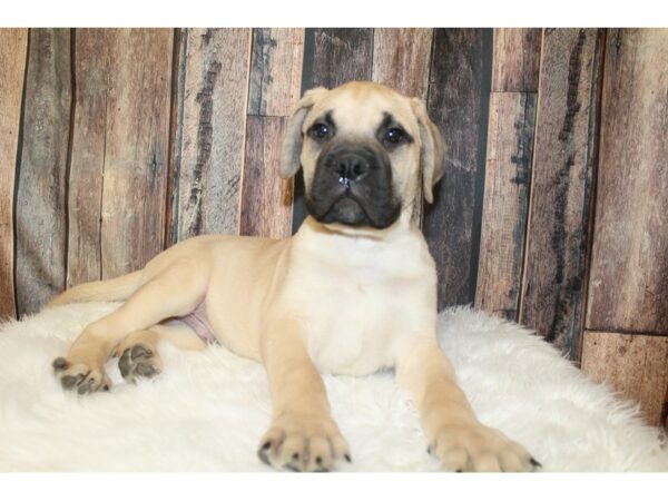 Bullmastiff DOG Male Red Fawn 16010 Petland Racine, Wisconsin