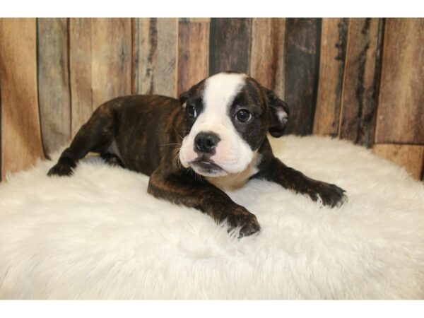 Boston Terrier/Bulldog-DOG-Male-Brindle / White-16011-Petland Racine, Wisconsin