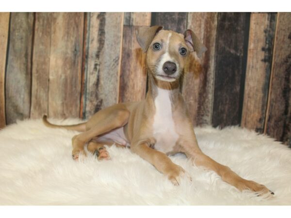 Italian Greyhound DOG Male Blue Fawn 16013 Petland Racine, Wisconsin