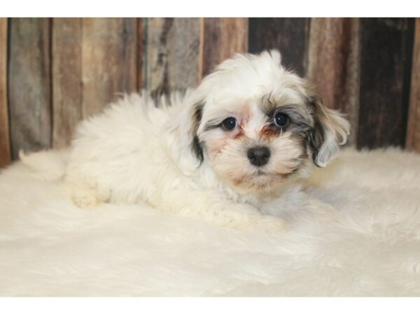 Havanese-DOG-Male-Sable / White-16014-Petland Racine, Wisconsin