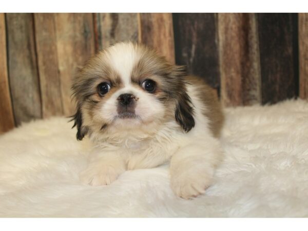 Pekingese DOG Male Sable / White 16015 Petland Racine, Wisconsin