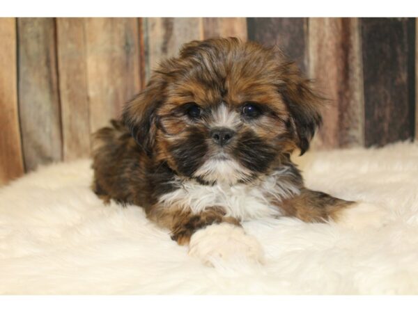 Lhasa Apso DOG Male Red 16019 Petland Racine, Wisconsin