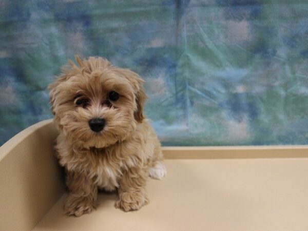 Maltipoo DOG Female APCT 25127 Petland Racine, Wisconsin