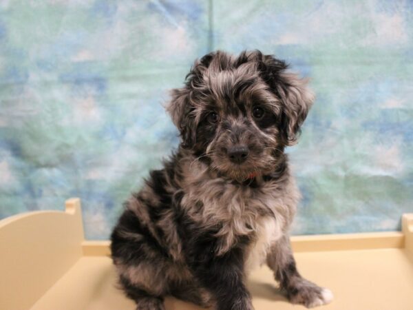 Mini Aussiepoo DOG Female Blue Merle 25117 Petland Racine, Wisconsin