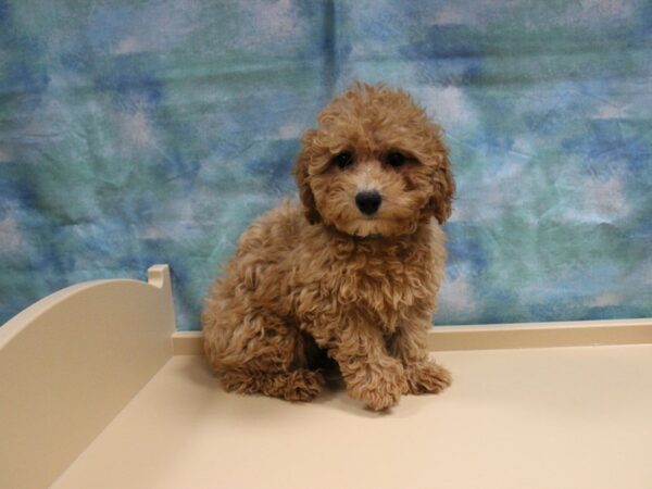Poodle-DOG-Female-APCT-25129-Petland Racine, Wisconsin