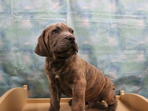 Boerboel-DOG-Male-BRINDLE-25133-Petland Racine, Wisconsin