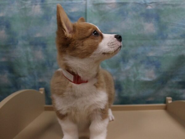 Pembroke Welsh Corgi-DOG-Male-RD/WH-25135-Petland Racine, Wisconsin