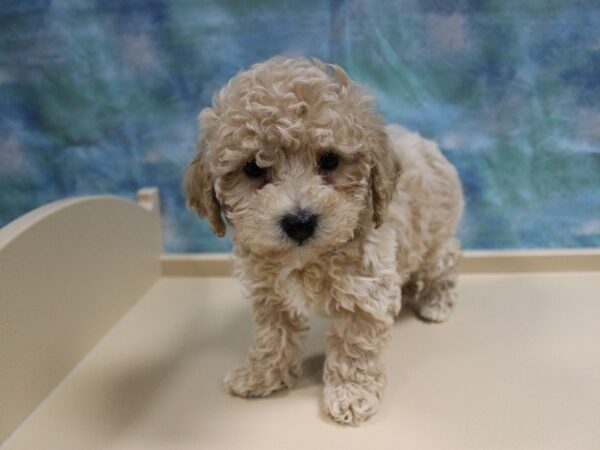 Bichonpoo-DOG-Male-Apricot-25122-Petland Racine, Wisconsin