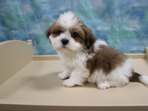 Lhasa Apso DOG Male Red / White 25118 Petland Racine, Wisconsin