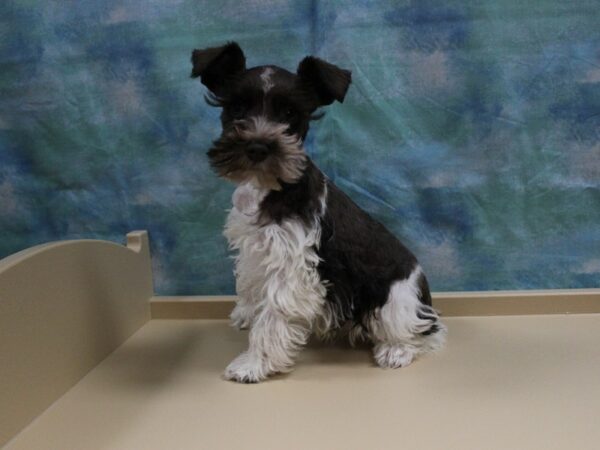 Miniature Schnauzer-DOG-Male-Chocolate / White-25120-Petland Racine, Wisconsin