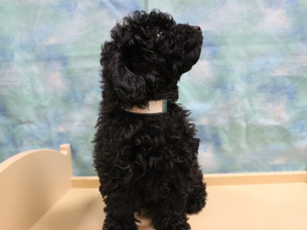 Poodle-DOG-Male-BLK-25128-Petland Racine, Wisconsin