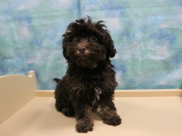 Poovanese-DOG-Male-C/W MRK-25130-Petland Racine, Wisconsin