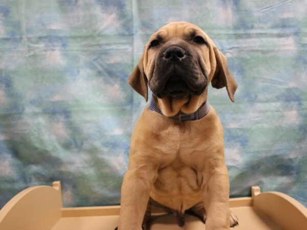 Boerboel-DOG-Male-FAWN-25134-Petland Racine, Wisconsin