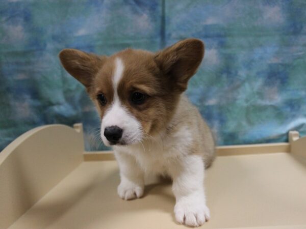 Pembroke Welsh Corgi-DOG-Male-RD/WH-25136-Petland Racine, Wisconsin