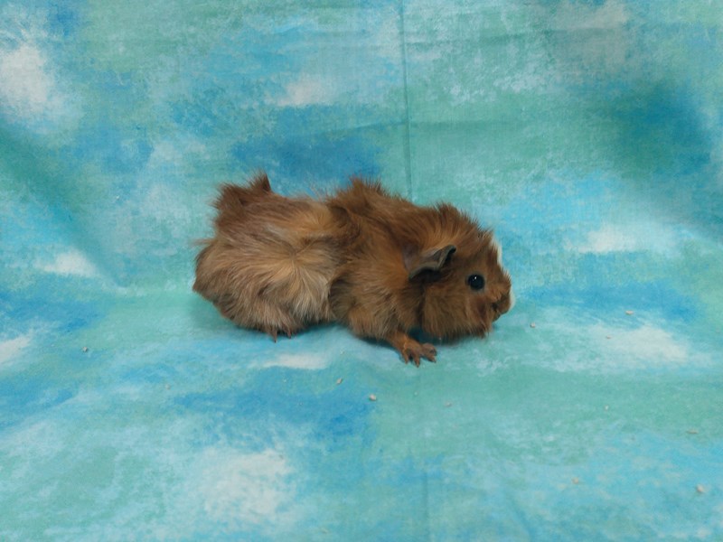 Brindle abyssinian guinea sales pig