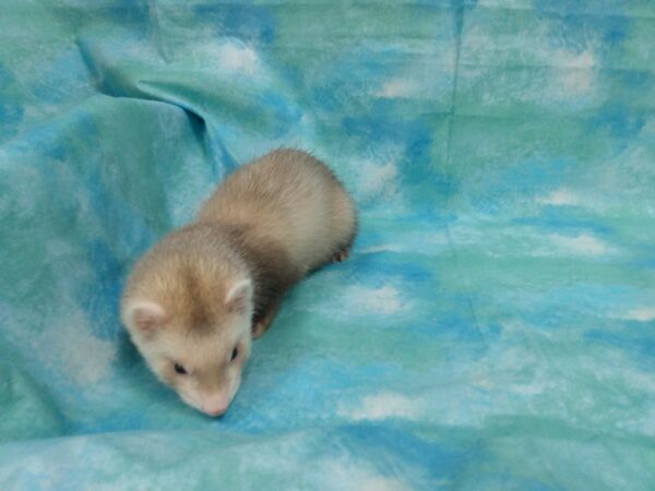 Ferret-FERRET-Male--25108-Petland Racine, Wisconsin