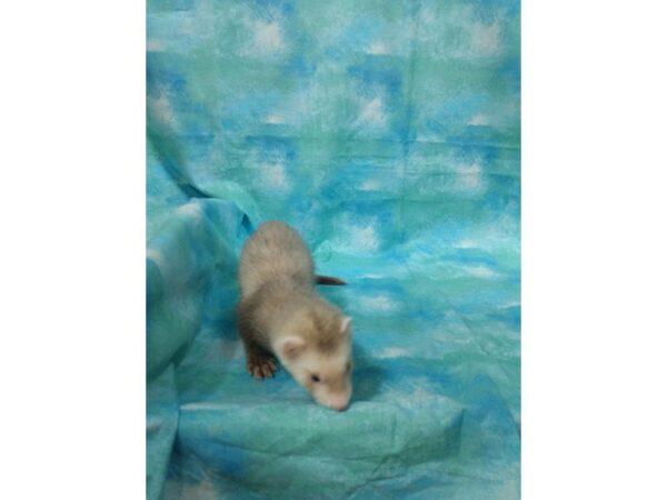Ferret-FERRET-Male--25106-Petland Racine, Wisconsin