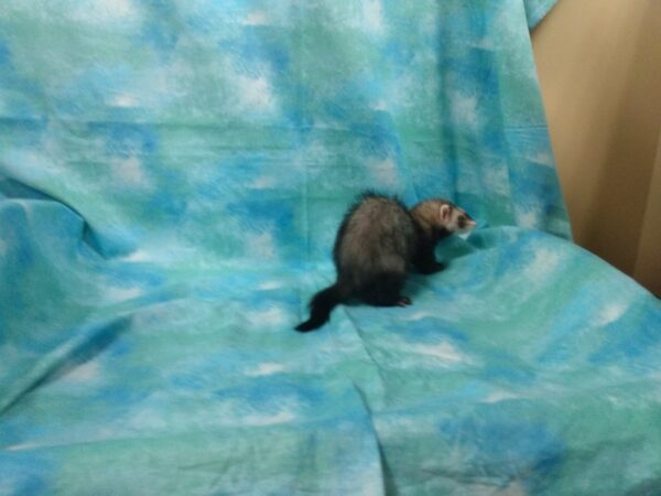 Ferret-FERRET-Male--25107-Petland Racine, Wisconsin