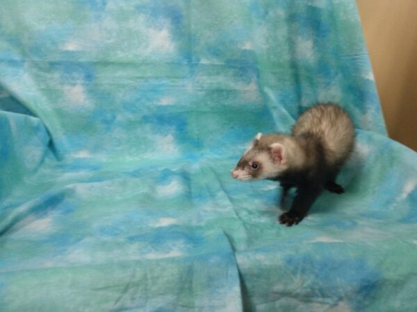 Ferret-FERRET-Female--25105-Petland Racine, Wisconsin