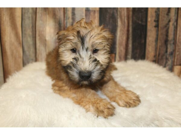 Soft Coated Wheaten Terrier-DOG-Male-Wheaten-16020-Petland Racine, Wisconsin