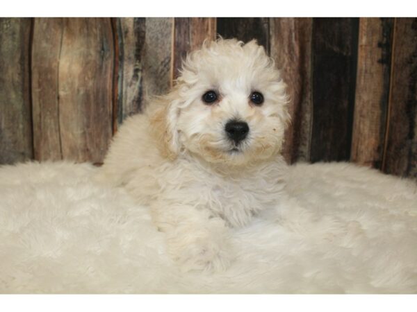 Bichonpoo-DOG-Male-Cream / White-16022-Petland Racine, Wisconsin