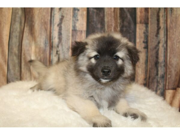 keeshond/eskimo-DOG-Male-Black / Silver-16023-Petland Racine, Wisconsin