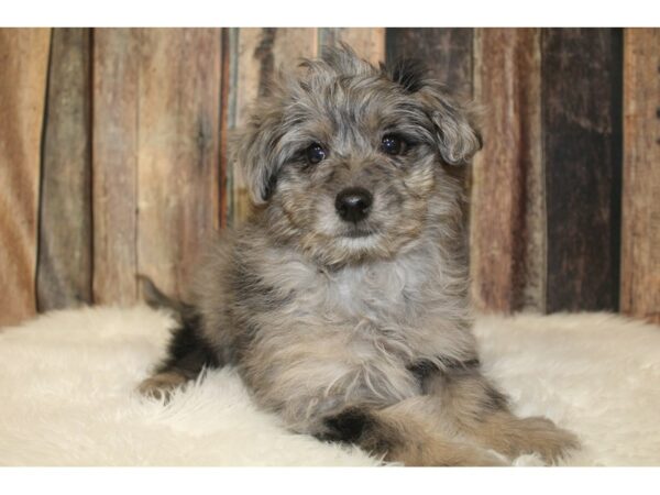 Pomapoo DOG Female Merle 16025 Petland Racine, Wisconsin