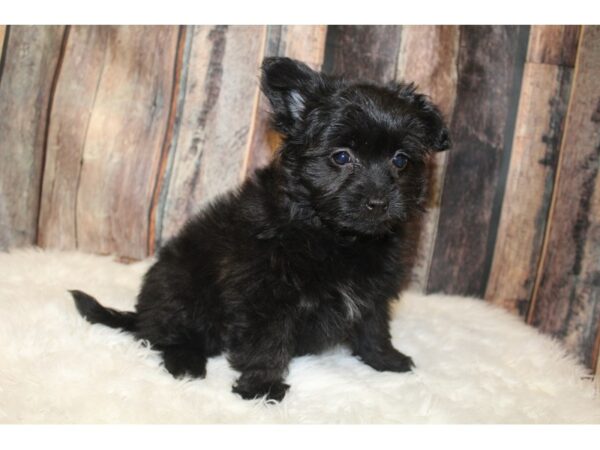 Poodle/Pomeranian-DOG-Female-Black-16027-Petland Racine, Wisconsin