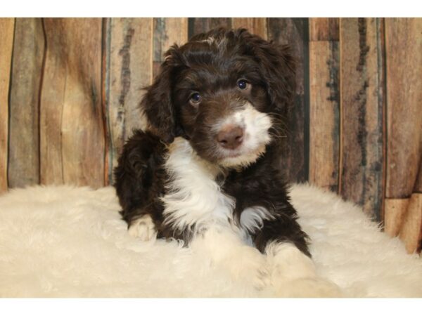 Poodle/Australian Shepherd DOG Female Chocolate / White 16028 Petland Racine, Wisconsin