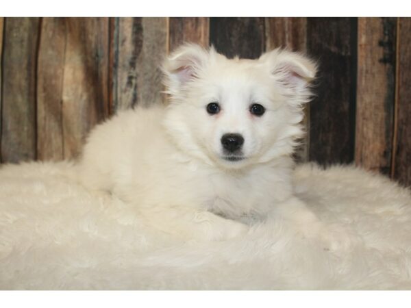 American Eskimo Dog-DOG-Female-White-16030-Petland Racine, Wisconsin