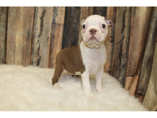 Boston Terrier-DOG-Male-Chocolate / White-16031-Petland Racine, Wisconsin